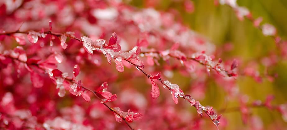 Japanese barberry is a popular ornamental plant and is present in gardens, parks, forests, and nature preserves. When it escapes into natural areas, its highly shade tolerant nature helps it to form dense stands in a variety of habitats, including closed canopy forests and open woodlands, wetlands, pastures, meadows and wastelands and displaces native herb and shrub species. (ISSG.org)